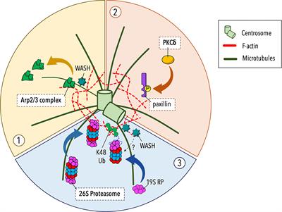 Lymphocyte Polarization During Immune Synapse Assembly: Centrosomal Actin Joins the Game